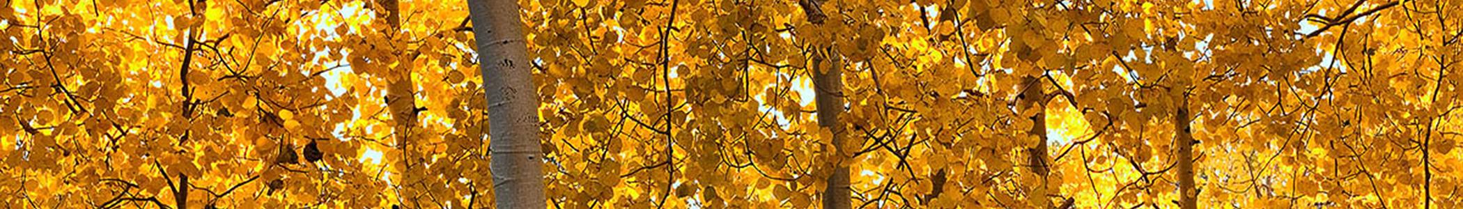 Banner image for Flagstaff on GigsGuide