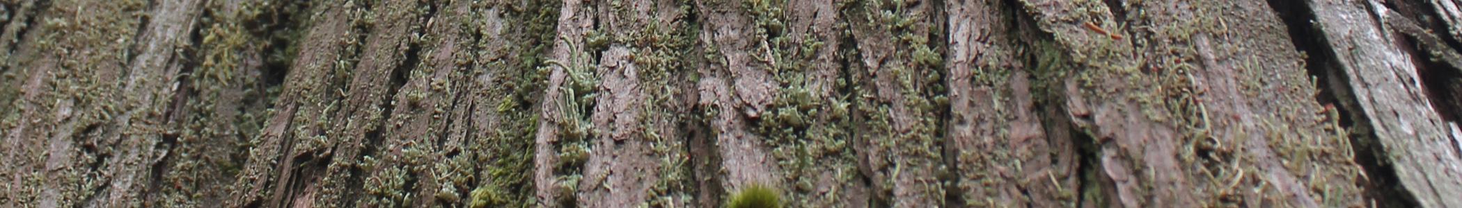 Banner image for Woodinville on GigsGuide